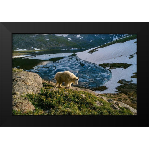 Mountain goat walks near shore of partially frozen Summit Lake-Mount Evans-near Denver-Colorado-USA Black Modern Wood Framed Art Print by Garber, Howie