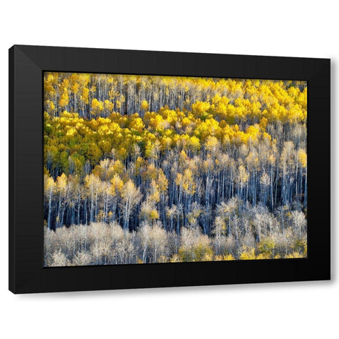 Colorado-Maroon Bells-Snowmass Wilderness Fall colors on Aspen trees Black Modern Wood Framed Art Print by Eggers, Julie