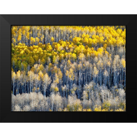 Colorado-Maroon Bells-Snowmass Wilderness Fall colors on Aspen trees Black Modern Wood Framed Art Print by Eggers, Julie