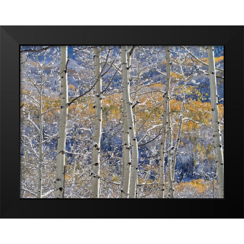 Colorado-San Juan Mts Fresh snow on aspens in the fall Black Modern Wood Framed Art Print by Eggers, Julie