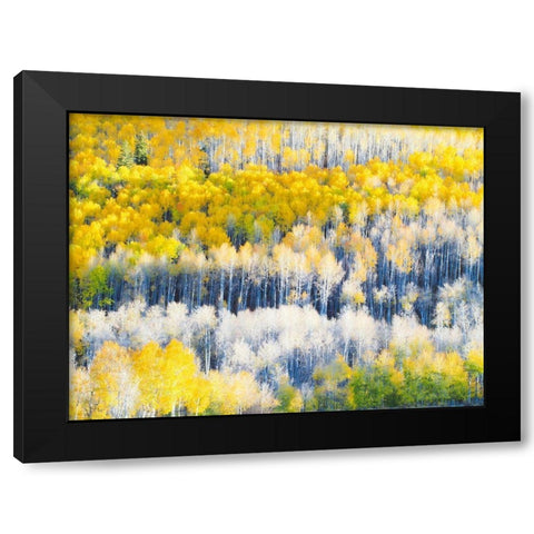Colorado-Maroon Bells-Snowmass Wilderness Fall colors on Aspen trees Black Modern Wood Framed Art Print with Double Matting by Eggers, Julie