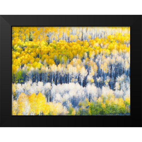 Colorado-Maroon Bells-Snowmass Wilderness Fall colors on Aspen trees Black Modern Wood Framed Art Print by Eggers, Julie