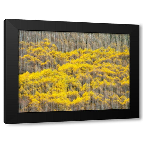 Colorado-Maroon Bells-Snowmass Wilderness Fall colors on Aspen trees Black Modern Wood Framed Art Print by Eggers, Julie