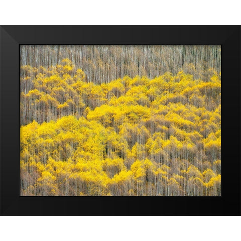 Colorado-Maroon Bells-Snowmass Wilderness Fall colors on Aspen trees Black Modern Wood Framed Art Print by Eggers, Julie
