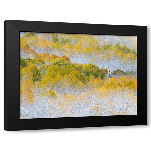Colorado-San Juan Mts Fresh snow on aspens in the fall Black Modern Wood Framed Art Print with Double Matting by Eggers, Julie