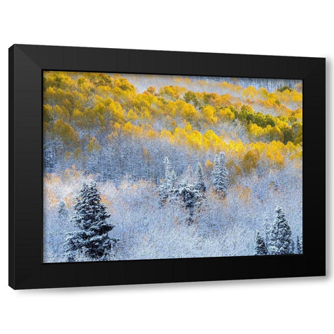 Colorado-San Juan Mts Fresh snow on aspens in the fall Black Modern Wood Framed Art Print with Double Matting by Eggers, Julie