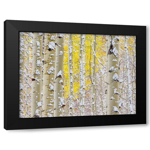 Colorado-San Juan Mts Fresh snow on aspens in the fall Black Modern Wood Framed Art Print with Double Matting by Eggers, Julie