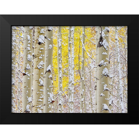 Colorado-San Juan Mts Fresh snow on aspens in the fall Black Modern Wood Framed Art Print by Eggers, Julie