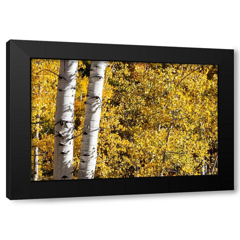 Aspen trees in autumn Black Modern Wood Framed Art Print by Ostrowitz, Mallorie