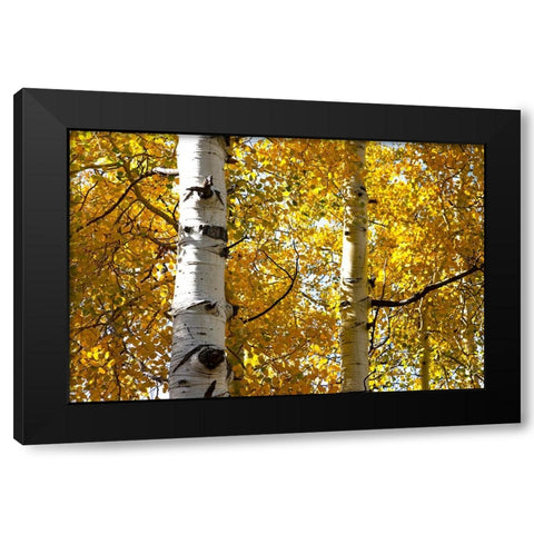 Aspen trees in autumn-Blake Trail-Colorado Black Modern Wood Framed Art Print with Double Matting by Ostrowitz, Mallorie