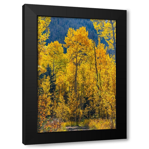 Grouping of aspen trees on a trail-Colorado Black Modern Wood Framed Art Print with Double Matting by Ostrowitz, Mallorie