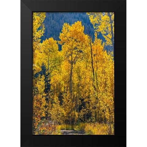 Grouping of aspen trees on a trail-Colorado Black Modern Wood Framed Art Print by Ostrowitz, Mallorie