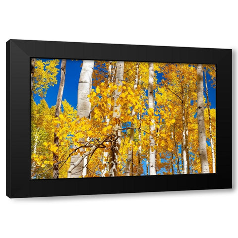 Aspen trees in autumn turning goldin Snowmass Black Modern Wood Framed Art Print by Ostrowitz, Mallorie