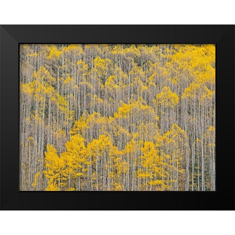 Colorado-Aspens on hillside near township of Aspen in fall colors Black Modern Wood Framed Art Print by Gulin, Sylvia