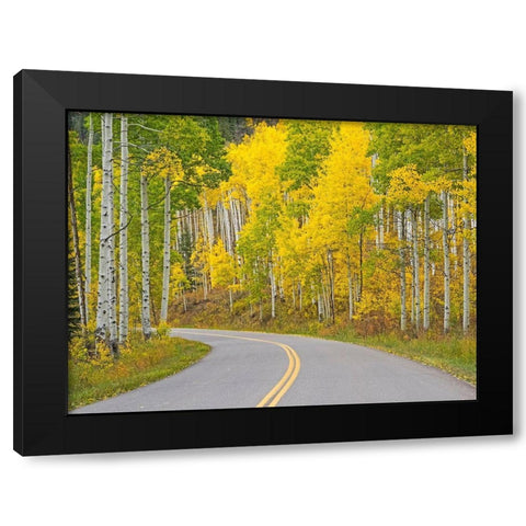 Colorado-Aspen-curved roadway near township of Aspen in fall colors Black Modern Wood Framed Art Print with Double Matting by Gulin, Sylvia