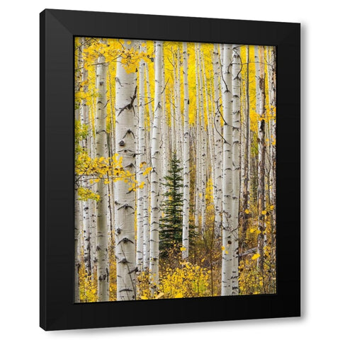 Colorado-Keebler Pass Autumn colors in grove of Aspens with lone evergreen Black Modern Wood Framed Art Print by Gulin, Sylvia