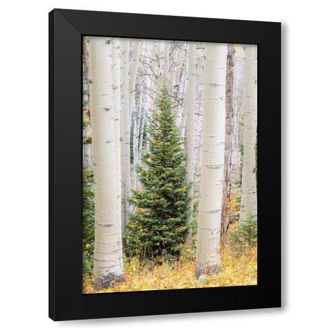 Colorado-Keebler Pass Autumn colors in grove of Aspens with lone evergreen Black Modern Wood Framed Art Print with Double Matting by Gulin, Sylvia