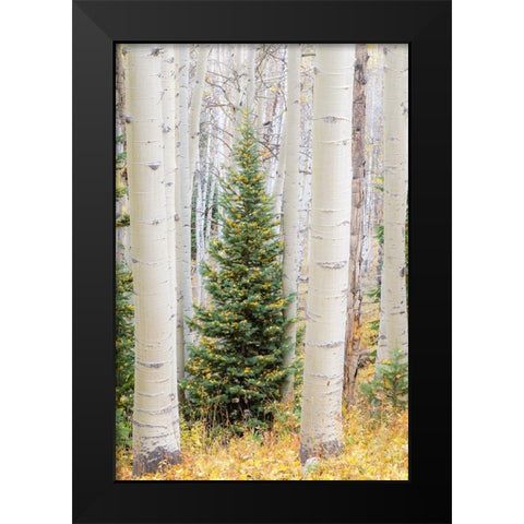 Colorado-Keebler Pass Autumn colors in grove of Aspens with lone evergreen Black Modern Wood Framed Art Print by Gulin, Sylvia