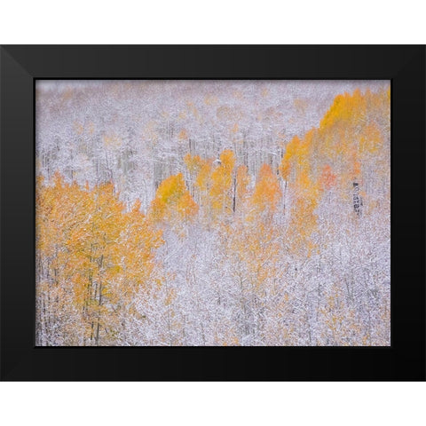 Colorado-Keebler Pass-fresh snow on Aspens with Fall Colors Black Modern Wood Framed Art Print by Gulin, Sylvia
