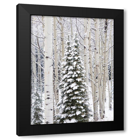 Colorado-Keebler Pass-fresh snow on Aspens and Evergreen trees Black Modern Wood Framed Art Print by Gulin, Sylvia