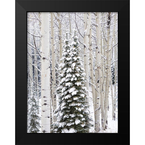 Colorado-Keebler Pass-fresh snow on Aspens and Evergreen trees Black Modern Wood Framed Art Print by Gulin, Sylvia