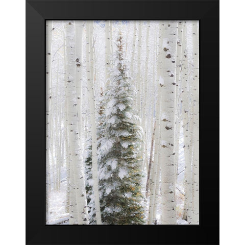 Colorado-Keebler Pass-fresh snow on Aspens and Evergreen trees Black Modern Wood Framed Art Print by Gulin, Sylvia