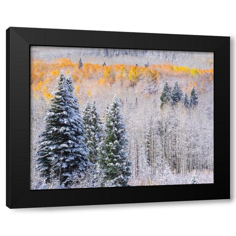 Colorado-Keebler Pass-fresh snow on Aspens with Fall Colors Black Modern Wood Framed Art Print with Double Matting by Gulin, Sylvia