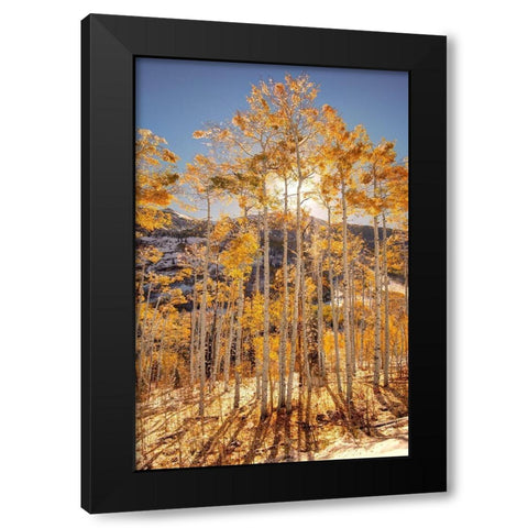 Sunrise through snow covered Aspen trees in the Colorado Rocky Mountains Black Modern Wood Framed Art Print by SMO