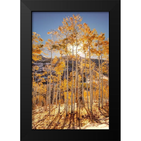 Sunrise through snow covered Aspen trees in the Colorado Rocky Mountains Black Modern Wood Framed Art Print by SMO