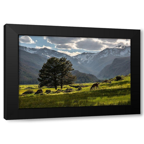 A lone deer grazes in the security of Rocky Mountain National Park in the Colorado Rocky Mountains Black Modern Wood Framed Art Print by SMO