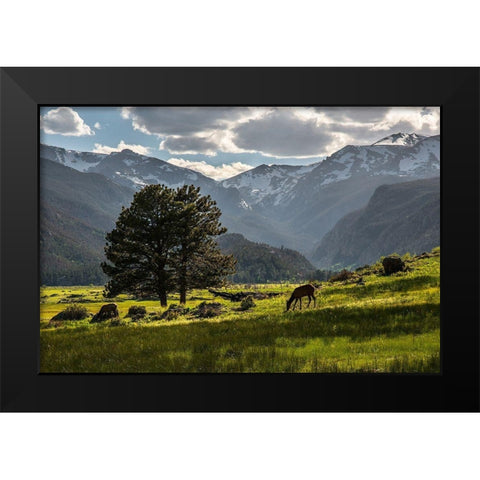 A lone deer grazes in the security of Rocky Mountain National Park in the Colorado Rocky Mountains Black Modern Wood Framed Art Print by SMO