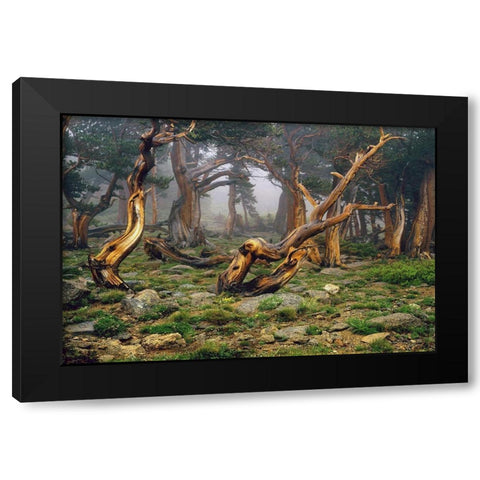 Misty morning bristlecone pines on mount Evans in the Colorado Rocky Mountains Black Modern Wood Framed Art Print with Double Matting by SMO
