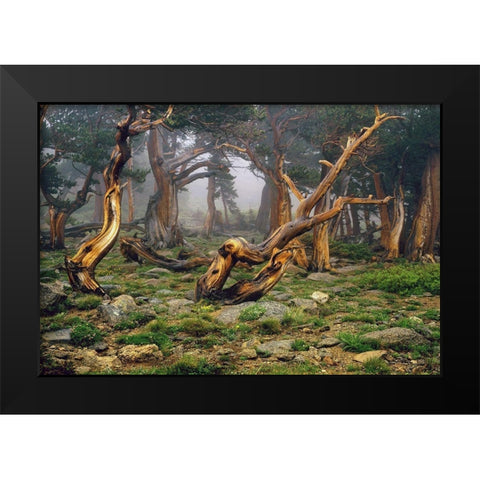Misty morning bristlecone pines on mount Evans in the Colorado Rocky Mountains Black Modern Wood Framed Art Print by SMO