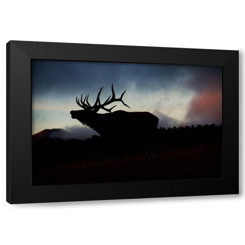 Bugling elk silhouetted against the Colorado Rocky Mountains Black Modern Wood Framed Art Print by SMO