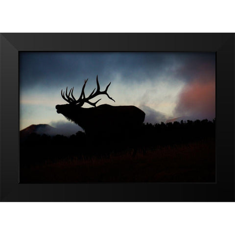Bugling elk silhouetted against the Colorado Rocky Mountains Black Modern Wood Framed Art Print by SMO
