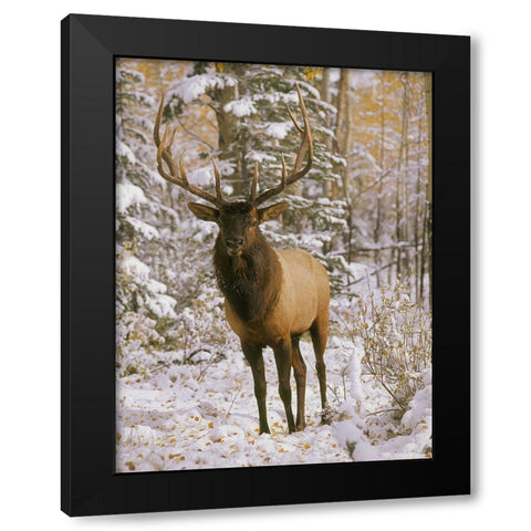 A bull elk in early winter in the Colorado Rocky Mountains Black Modern Wood Framed Art Print with Double Matting by SMO