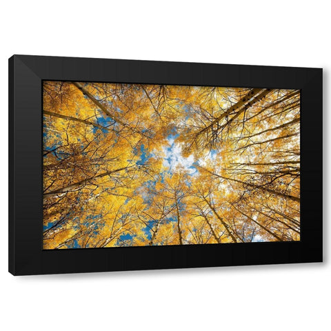 Looking up into yellow Aspen trees in the Colorado Rocky Mountains Black Modern Wood Framed Art Print by SMO