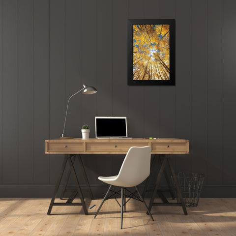 Looking up into yellow Aspen trees in the Colorado Rocky Mountains Black Modern Wood Framed Art Print by SMO