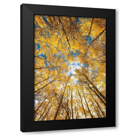 Looking up into yellow Aspen trees in the Colorado Rocky Mountains Black Modern Wood Framed Art Print with Double Matting by SMO
