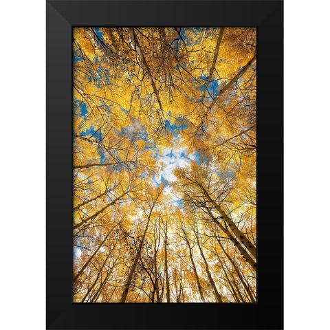Looking up into yellow Aspen trees in the Colorado Rocky Mountains Black Modern Wood Framed Art Print by SMO