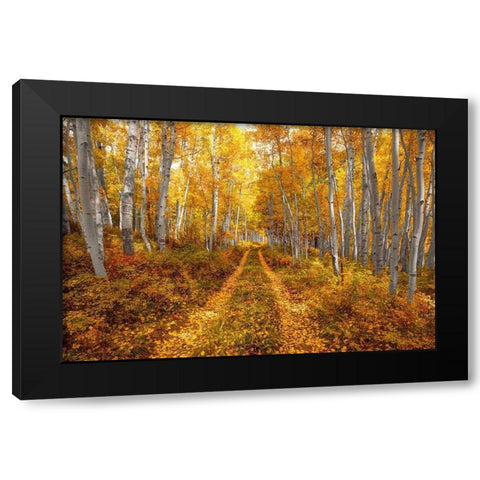 Autumn in the Rocky Mountains of Colorado-as Aspen trees turn bright yellow gold Black Modern Wood Framed Art Print by SMO