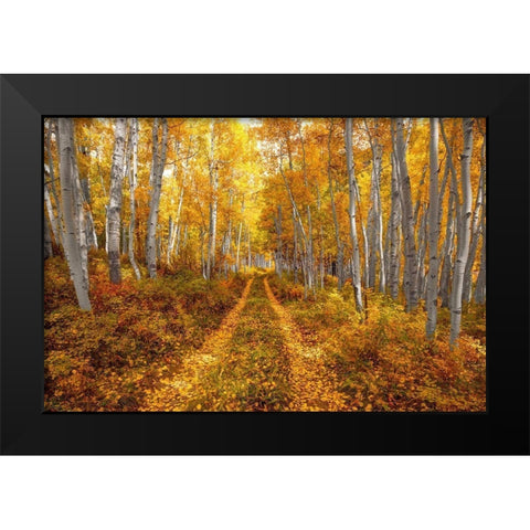 Autumn in the Rocky Mountains of Colorado-as Aspen trees turn bright yellow gold Black Modern Wood Framed Art Print by SMO