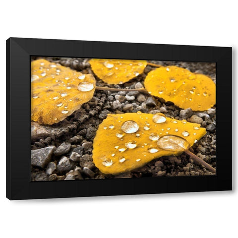 Aspen leaves with morning water droplets in the Colorado Rocky Mountains Black Modern Wood Framed Art Print with Double Matting by SMO