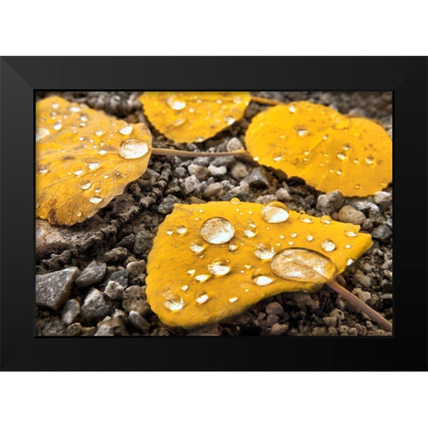 Aspen leaves with morning water droplets in the Colorado Rocky Mountains Black Modern Wood Framed Art Print by SMO