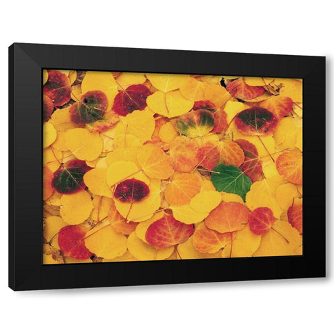 fallen Aspen leaves carpet the ground in the Colorado Rocky Mountains Black Modern Wood Framed Art Print by SMO