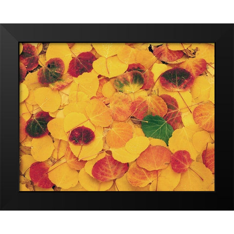 fallen Aspen leaves carpet the ground in the Colorado Rocky Mountains Black Modern Wood Framed Art Print by SMO