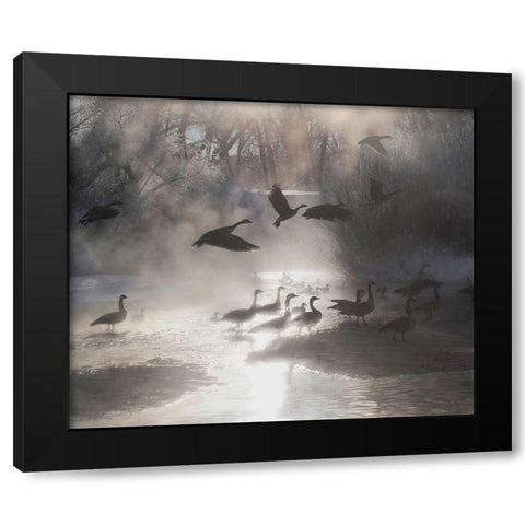 Geese in the mist in Colorados Rocky Mountains Black Modern Wood Framed Art Print with Double Matting by SMO