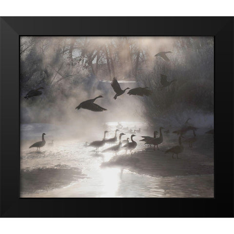 Geese in the mist in Colorados Rocky Mountains Black Modern Wood Framed Art Print by SMO