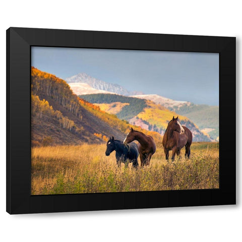 Horses grazing in the Fall in the Rocky Mountains near Crested Butte Black Modern Wood Framed Art Print with Double Matting by SMO