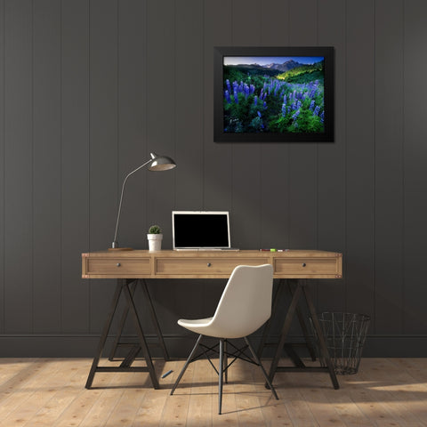 Lupine on Dallas divide with distant my snaffles near Telluride in the Colorado Rocky Mountains Black Modern Wood Framed Art Print by SMO